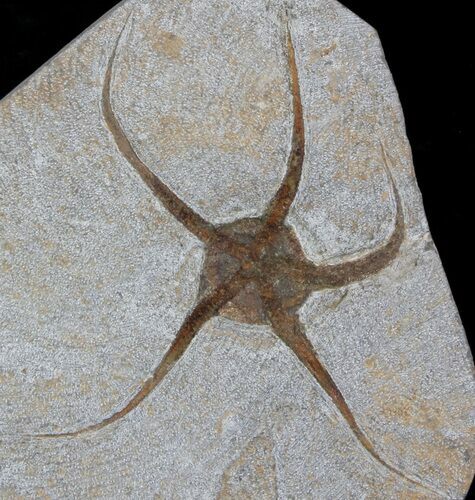 Large, Wide Ophiura Brittle Star Fossil #37036